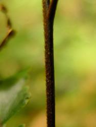 Adiantum fulvum. Antrorse hairs on the rachis.
 Image: L.R. Perrie © Te Papa CC BY-NC 3.0 NZ